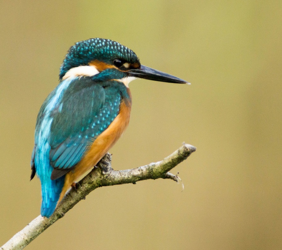 Kingfisher